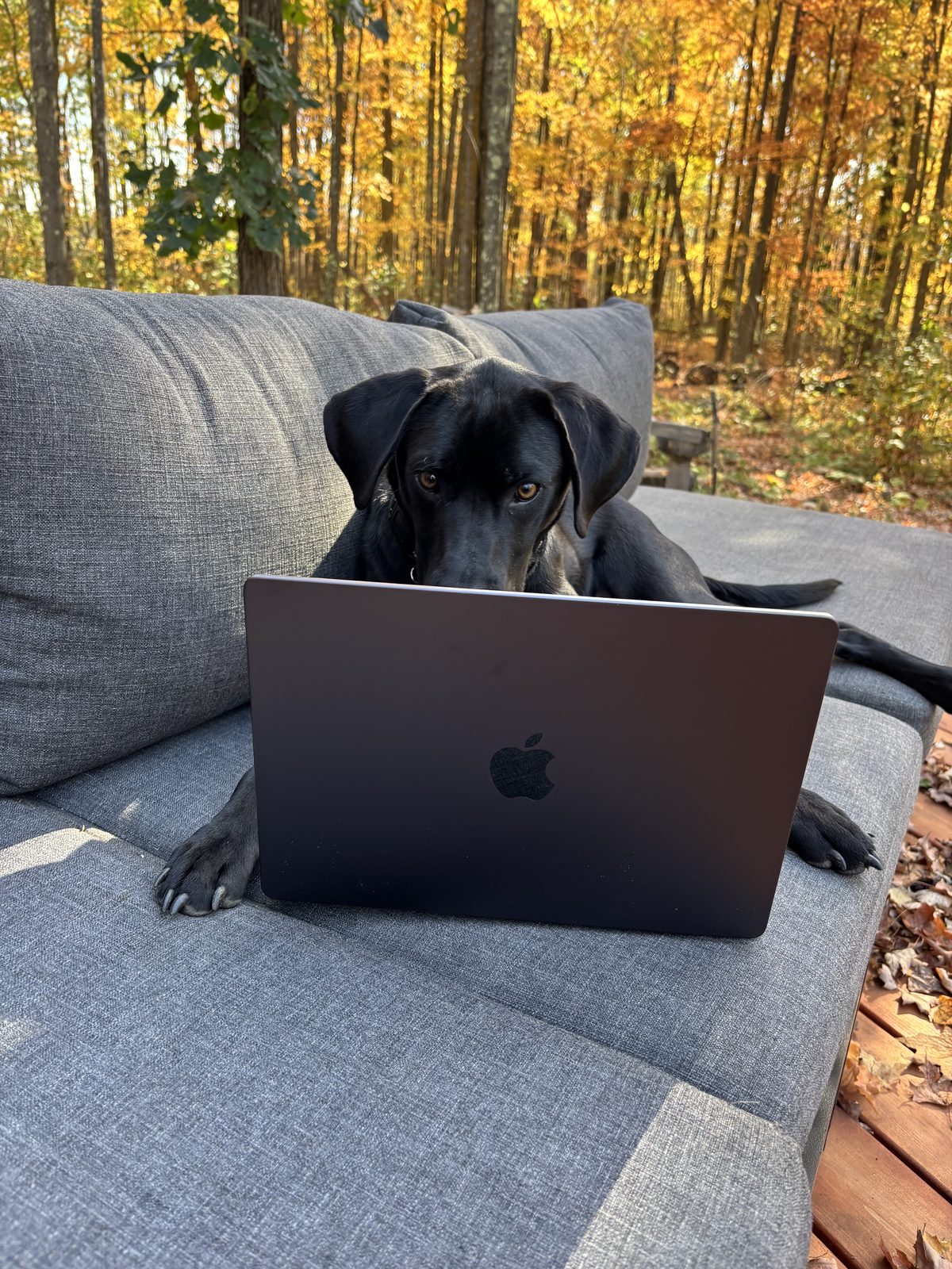 Flipper the dog at a laptop